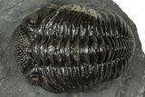 Detailed Pedinopariops Trilobite - Mrakib, Morocco #348140-3